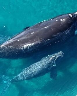 Samaná Ballenas