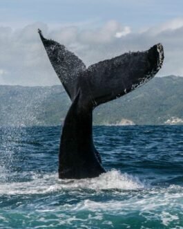 Samaná Ballenas